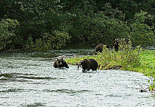 大灰熊,棕熊,雌性,捕鱼,鱼,溪流,学习,技能,幸存,通加斯国家森林,阿拉斯加,美国