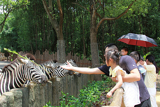 湖北武汉动物园,家长带孩子零距离接触动物