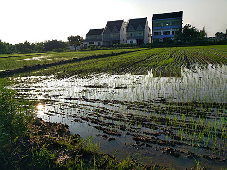 水乡稻田,田园风光,夏日乡村