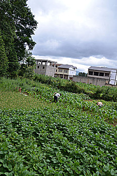 大暑农事忙,农村,农民,管理,田间,玉米,锄草,除草,二十四节气,大暑