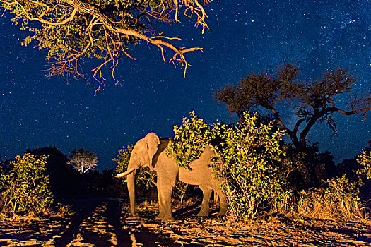 非洲,博茨瓦纳,乔贝国家公园,非洲象,站立,卡拉哈里沙漠,夜晚,萨维提,湿地