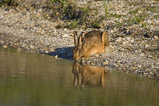 欧洲野兔,棕兔,喝,新希德尔湖,奥地利,欧洲