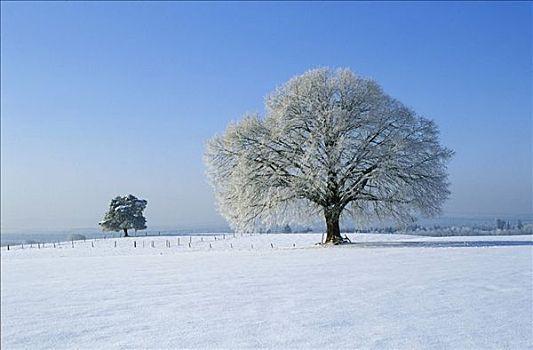 树,冬天,德国