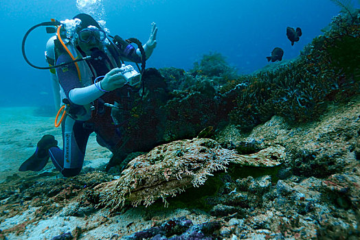 潜水,四王群岛,西巴布亚,印度尼西亚,亚洲