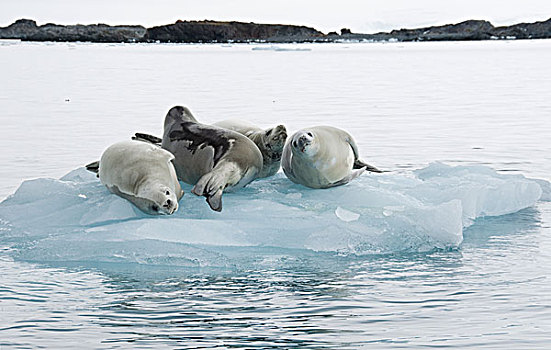 食蝦海豹,食蟹海豹,南极半岛,南极