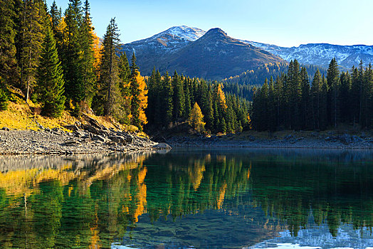 秋日树林,反射,看,湖,提洛尔,奥地利,欧洲
