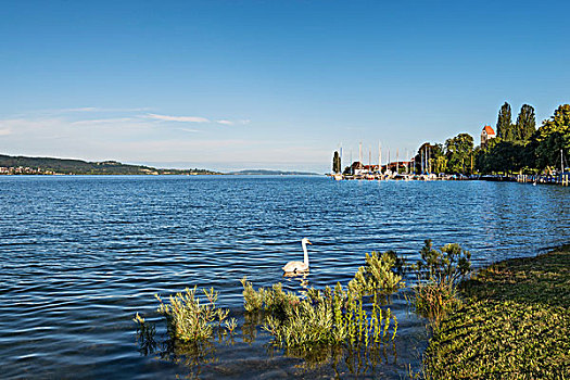堤岸,区域,看,湖,康士坦茨湖,巴登符腾堡,德国,欧洲