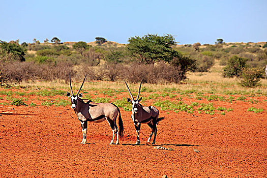 南非大羚羊,羚羊,成年,一对,禁猎区,卡拉哈里沙漠,北角,南非,非洲