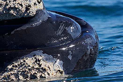 南露脊鲸,头发,下巴,颚部,瓦尔德斯半岛,阿根廷