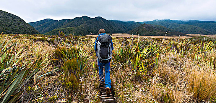 远足,徒步旅行,沼泽,风景,电路,艾格蒙特国家公园,塔拉纳基,北岛,新西兰,大洋洲