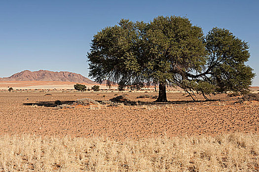 骆驼,刺,树,纳米比沙漠,公园,纳米比亚,非洲