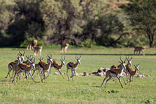 跳羚,恐惧,狮子,下雨,季节,绿色,环境,卡拉哈里沙漠,卡拉哈迪大羚羊国家公园,南非,非洲