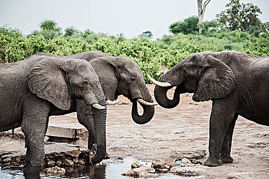 几个,大象,途中,奥卡万戈三角洲,博茨瓦纳