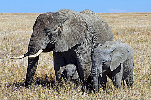 雌性,大象,非洲象,幼兽,西部,塞伦盖蒂,坦桑尼亚,非洲