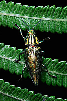 吉丁虫,印度尼西亚