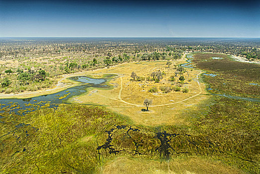 奥卡万戈三角洲,奥卡万戈河,草地,一个,自然,非洲,风景,飞机,博茨瓦纳
