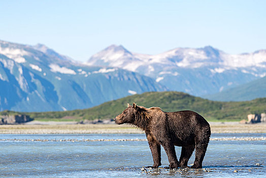 棕熊,站立,水,后面,山,卡特麦国家公园,阿拉斯加,美国,北美