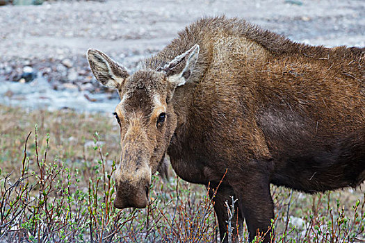 驼鹿,德纳里峰国家公园,阿拉斯加,美国