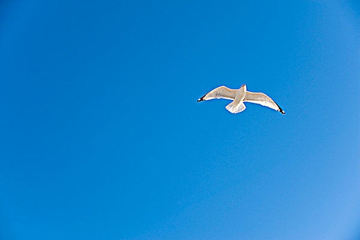海鸥,飞,蓝天,春天,山,佛罗里达,美国