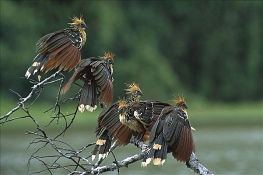 麝雉,群,枝头,玛努国家公园,秘鲁