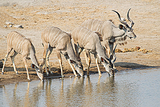 大捻角羚,喝,水坑,埃托沙国家公园,纳米比亚,非洲