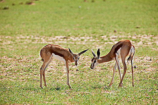 两个,幼兽,跳羚,卡拉哈迪大羚羊国家公园,南非