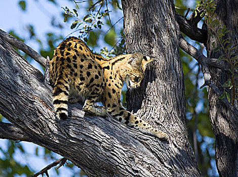 薮猫,树,莫雷米禁猎区,博茨瓦纳,非洲