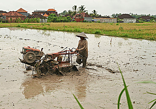 稻米,农民