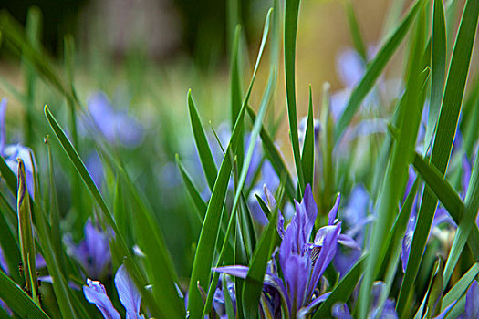 春天迎风盛开的紫色野花