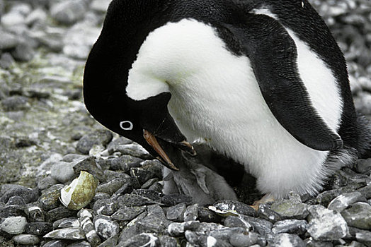 南极,阿德利企鹅,孵化