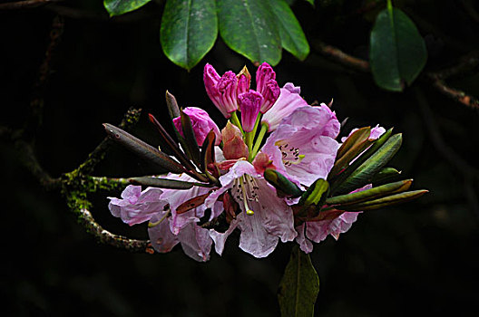 高山杜鹃花