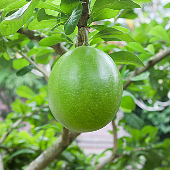 柚子,巴厘岛,印度尼西亚,亚洲