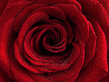 红玫瑰,粉色,水滴,花瓣,特写