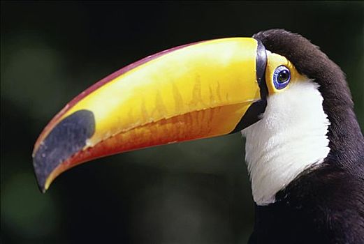 托哥巨嘴鸟,伊瓜苏,国家公园,巴西