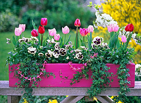 粉色,木质,花箱,郁金香属,堇菜属