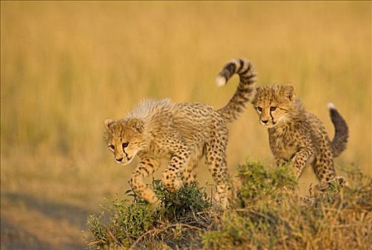 印度豹,猎豹,马赛马拉国家保护区,肯尼亚