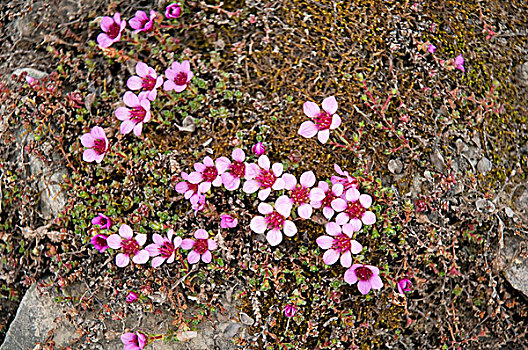 挪威,斯瓦尔巴群岛,斯匹次卑尔根岛,紫色,虎耳草属植物,野花,盛开,苔原