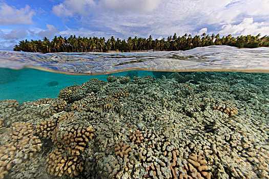 水下,贴地拍摄,风景,珊瑚礁,环礁,库克群岛