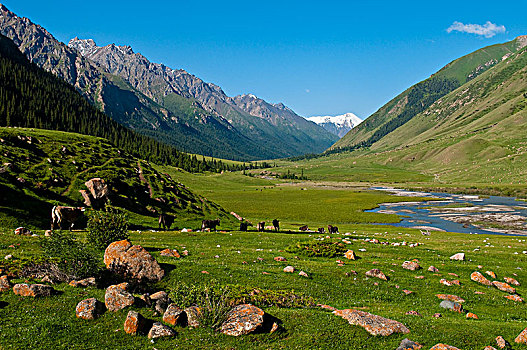 中亚,吉尔吉斯斯坦,省,山谷
