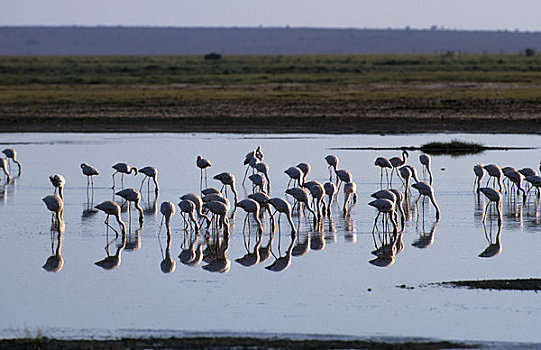 肯尼亚,安伯塞利国家公园,火烈鸟,进食,湖
