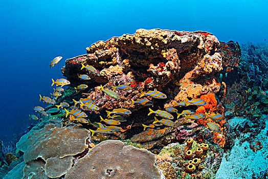 珊瑚礁,鱼,多样,彩色,海绵,珊瑚,咕噜声,小,多巴哥岛,斯佩塞德,特立尼达和多巴哥,小安的列斯群岛,加勒比海