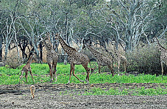 坦桑尼亚,禁猎区,长颈鹿