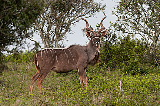 捻角羚,大捻角羚,禁猎区,南非