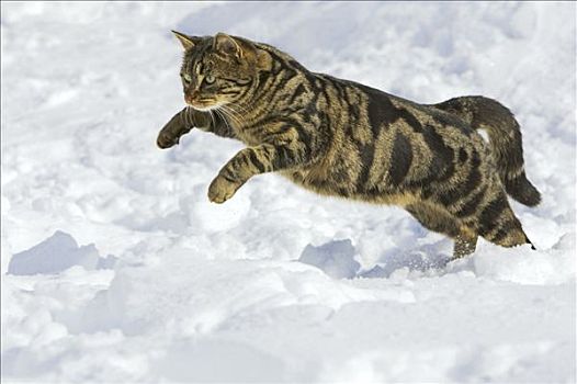 家猫,突袭,雪中,德国