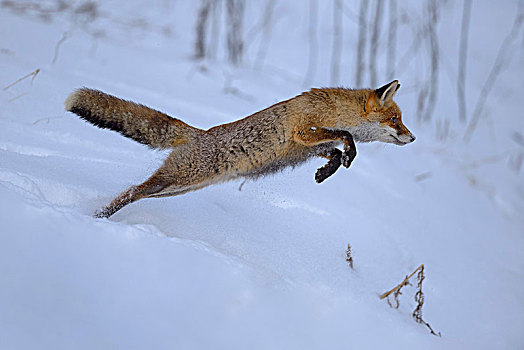 红狐,狐属,猎捕,跳跃,雪地,波希米亚风格,树林,捷克共和国,欧洲