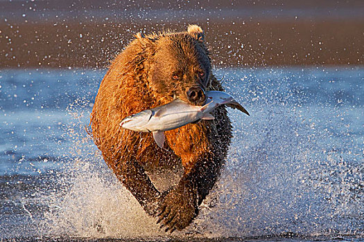大灰熊,棕熊,水,捕获,三文鱼,克拉克湖,国家公园,阿拉斯加
