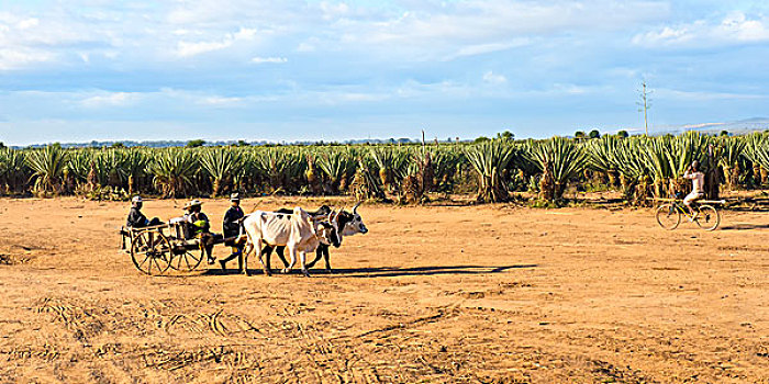 牛,手推车,正面,种植园,省,马达加斯加,非洲