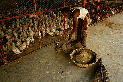 工作,清洁,家禽,荫凉,防护装备,达卡,城市,公司,使用,面具,手套,室内,预防,禽流感,孟加拉,二月,2008年