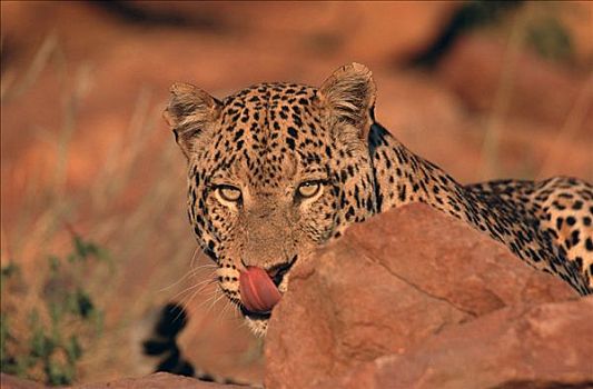 豹,达马拉兰,纳米比亚