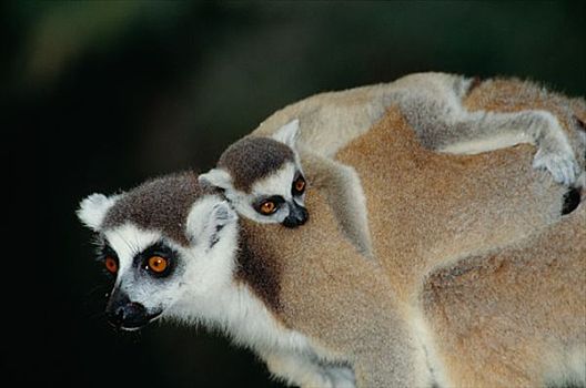 节尾狐猴,马达加斯加
